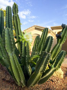 Yavaş yavaş onun yaprakları sabah, sonbahar, Arizona, Phoenix frontyard kapanış gece kaktüs çiçeği