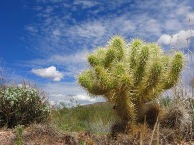 Arizona Çölü Cholla kaktüs, Hollandalı Park kaybetti