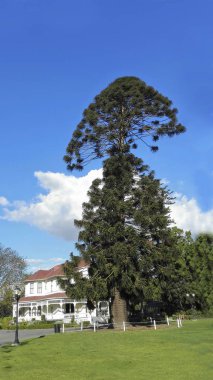 Avustralya Bunya-Bunya çam, Güney Kaliforniya'nın tarihi Camarillo Ranch'te sıradışı Konuk olduğu büyük bir evergreen iğne yapraklı ağaç