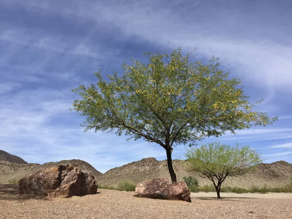Цветущие Мескитовые Деревья Дворе Пустыни Аризона Весной — стоковое фото