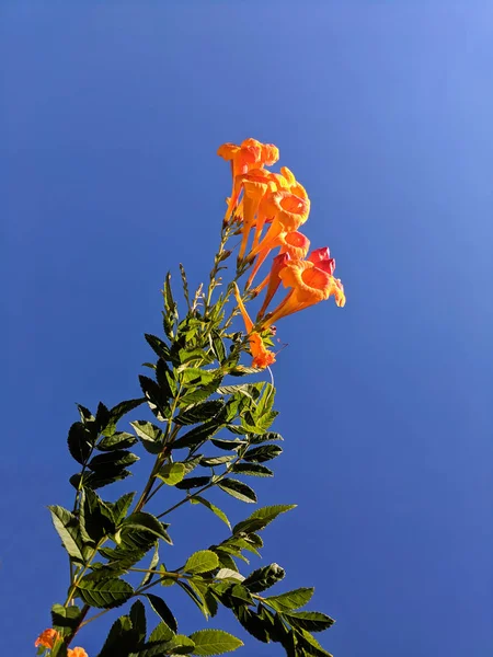 在1月中旬 亚利桑那州的冬季开花金银花灌木对蓝天 — 图库照片