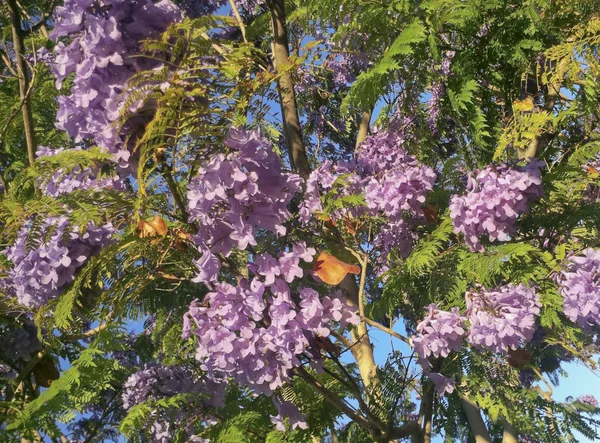 Blomstrende Lilla Blå Jacaranda Træ Med Brune Frugt Bælg - Stock-foto