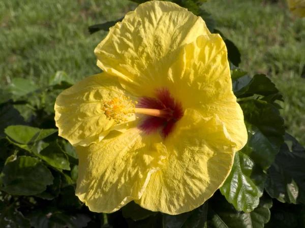 Flor Brillante Amarillo Hawaiano Hibiscus Flor Primer Plano — Foto de Stock