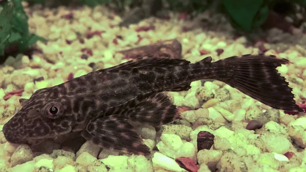 Aquário Com Peixe Gato Morador Inferior Hypostomus Plecostomus — Fotografia de Stock