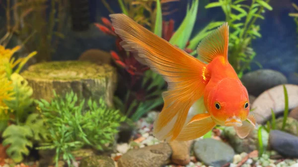 Red Fantail Poisson Doré Rustique Dans Aquariu Planté — Photo