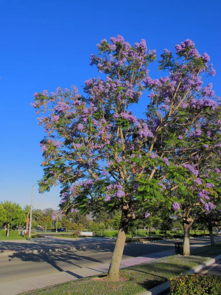 Stromy Podél Jižních Kalifornie Alej Fialová Modrá — Stock fotografie