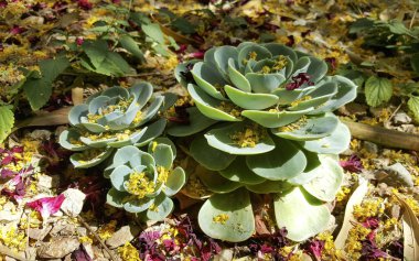 Echeveria Glauca veya tavuk ve piliç etli bahar rüzgar salgın sonra Palo Verde ve zakkum çiçekleri ve yaprakları ile kaplı