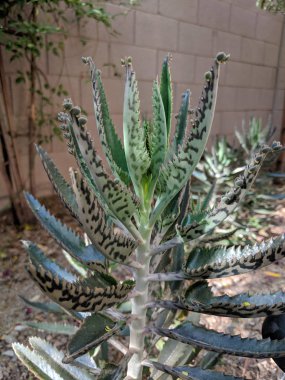 Arka bahçesinde kuru Arizona devils omurga veya timsah etli bitkiler