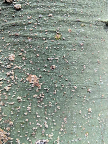 アメリカ南西部の州でよく見られるパロ ベルデの木の緑の樹皮のクローズ アップ — ストック写真