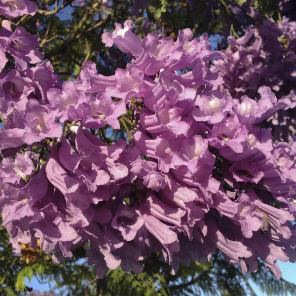 Цвітіння Фіолетовий Блакитний Jacaranda Кінці Весни Крупним Планом — стокове фото