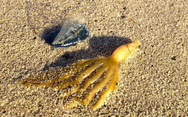 Velella Velella Pleuston Oder Lila Segel Strandet Zusammen Mit Seegras — Stockfoto