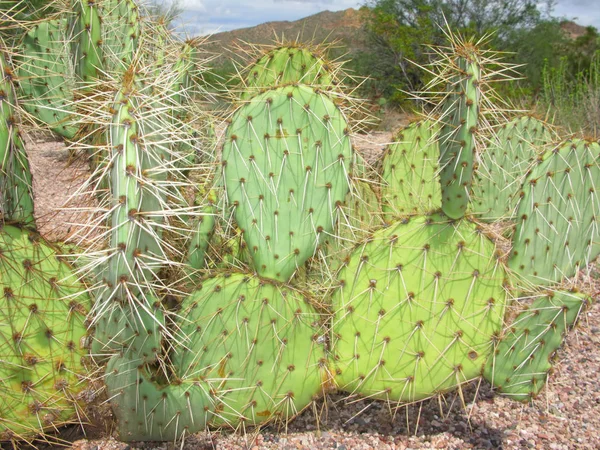 Désert Arizona Cactus Genre Opuntia Dans Lost Dutchman Parc — Photo