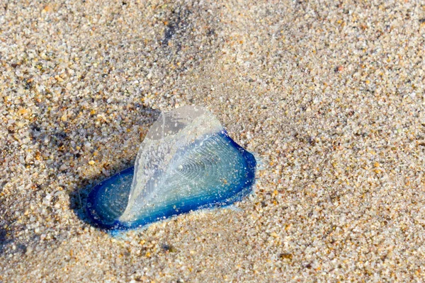 Blaue Velella Pleuston Oder Lila Segel Gestrandet Strand Des Ozeans — Stockfoto