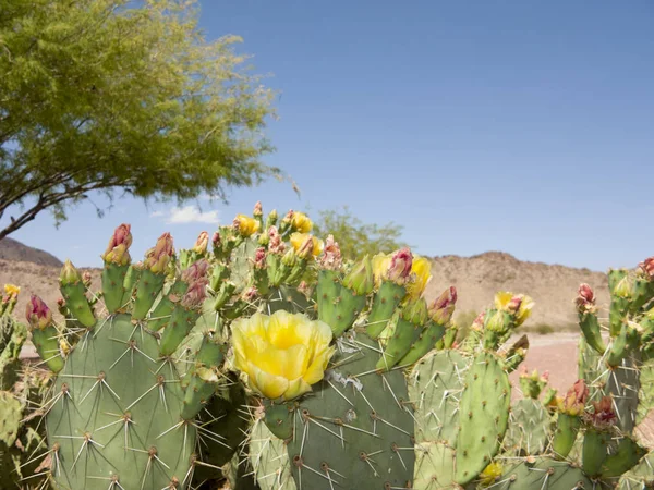 Oponce Fleurs Arbres Mesquite Dans Désert Printemps Arizona — Photo