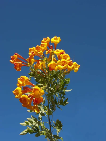 Rama Floreciente Del Arbusto Madreselva Sobre Fondo Azul Del Cielo — Foto de Stock