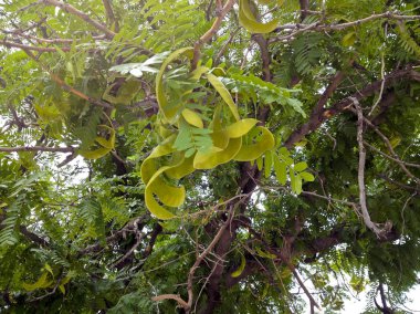 Yeşil Mesquite tohum Pods veya Prosopis baklagiller baklagiller 