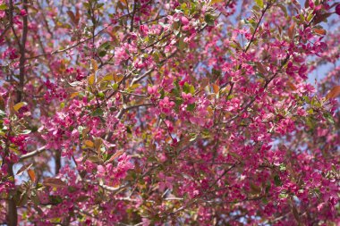 Mavi gökyüzü arka plan üzerinde güzel kırmızı kiraz çiçekleri