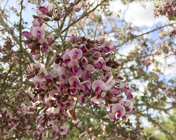 Nærbillede Anacacho Orkide Træ Eller Bauhinia Purpurea Foråret Tid - Stock-foto