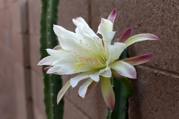 Arizona Cacto Jardim Mais Popular Sem Espinhos Florescendo Durante Noite — Fotografia de Stock