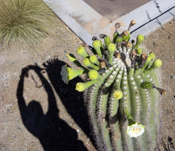 Momentaufnahme Des Blühenden Ocotillo Kaktus — Stockfoto