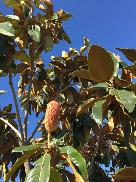 Autumn fruit of magnolia grandiflora growing in Southern California