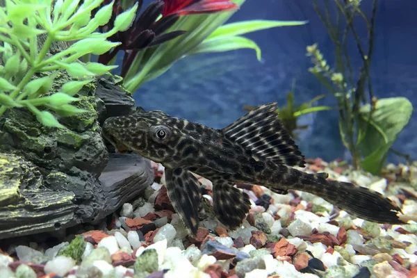 Hypostomus Plecostomus, alt sakini kedi balık veya yosun enayi, su altında kontrol kayalar ve mağaralar 