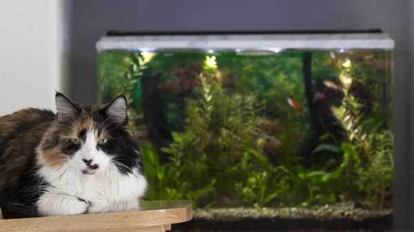 Brown-white cat relaxing on chair next to fish tank