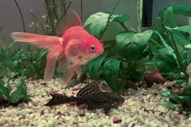 Yosun Sucker balık, Hypostomus Plecostomus ve hardy altın balık, kıç