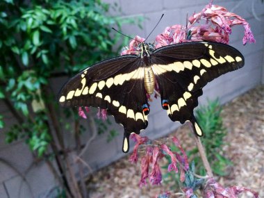 Arizona dev koyu kahverengi Swallowtail kelebek üstüne etli bitki, kapat