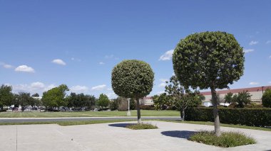 Arka bahçede top ile California mahallede Ficus ağaçlar kesilmiş