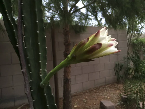 Arizona Cactus Jardín Más Popular Sin Espinas Floreciendo Noche —  Fotos de Stock