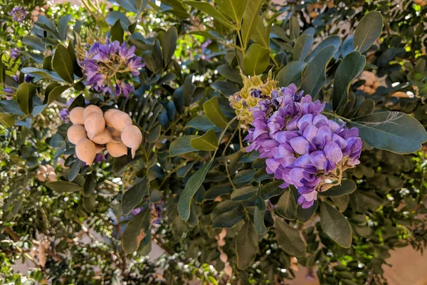 Verano Amante Del Calor Texas Mountain Laurel Calia Secundiflora Anteriormente — Foto de Stock