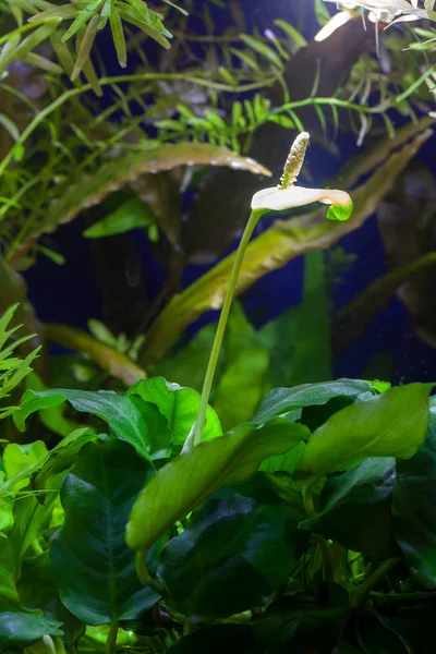 Anubias barteri var. nana (cüce Anubias) yerleştirilmiş bir tropikal akvaryum çiçeklenme