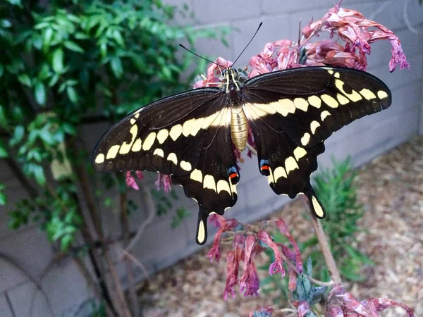 Arizona Gigante Marrom Escuro Swallowtail Borboleta Cima Planta Suculenta Close — Fotografia de Stock