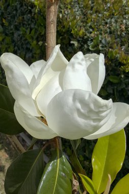 Muhteşem Güney Kaliforniya Manolya çiçek açık yaprakları ile