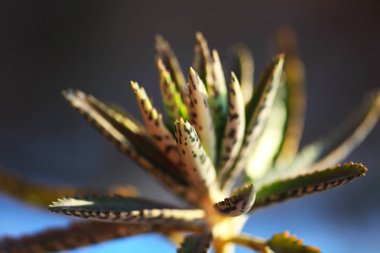 Aloe yoğun rozet tasarlamak kalın ve etli parlak-benekli yeşil yaprakları