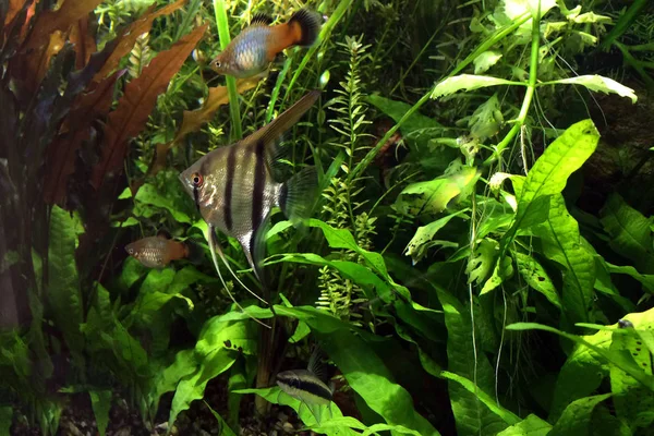 Angelfish Zwaar Beplante Gemeenschap Tropisch Aquarium Met Platies Algen Eter — Stockfoto