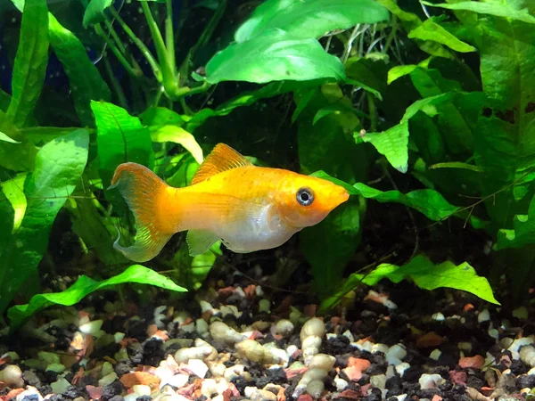 Cremecicle Lyretail Molly Poecilia Latipinna Swimming Planted Tropical Fish Tank — Stock Photo, Image