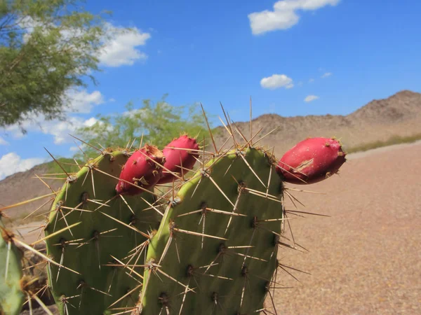 Cactus Pagaie Aux Fruits Rouges Dans Désert Arizona — Photo