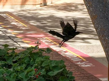 Uçup, Grackle, Walk-Only bölge! Tempe, Arizona