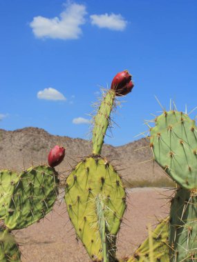 Arizona Çölü'nde kırmızı meyve ile kürek kaktüs