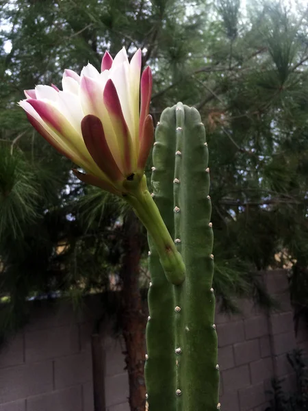 Arizona Cactus Jardín Más Popular Que Llega Por Encima Cerca —  Fotos de Stock