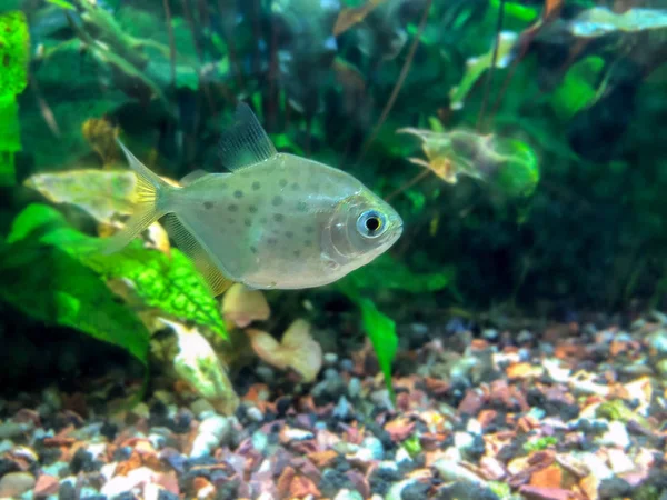 Tropical Freshwater Densely Planted Aquarium Silver Dollar Metynnis Lippincottianus Swimming — Stock Photo, Image