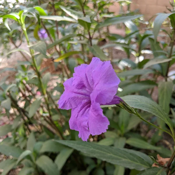 Petunia Mexicana Púrpura También Conocida Como Petunia Silvestre Brittons Bluebell — Foto de Stock