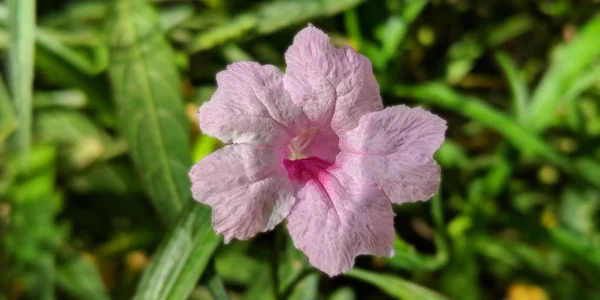 Enana Rosa Ornamental Petunia Mexicana También Conocida Como Brittons Petunia — Foto de Stock