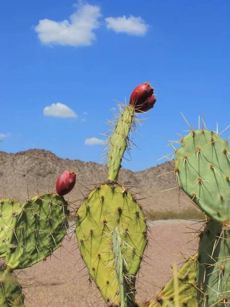 Cactus Pagaie Aux Fruits Rouges Dans Désert Arizona — Photo