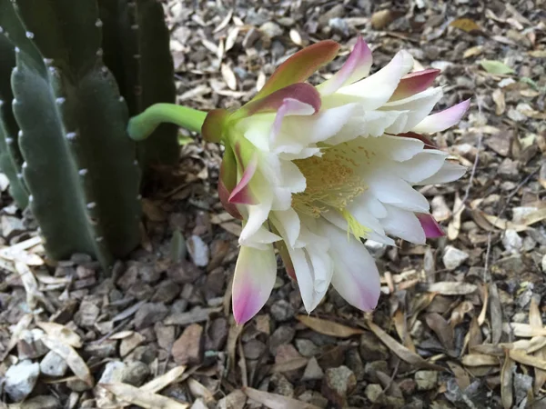 Arizona Legnépszerűbb Kerti Kaktusz Elérte Udvari Kerítést Együtt Egy Virág — Stock Fotó