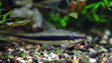 Uysal uçan tilki balık bir yoğun süslemeleri canlı bitkiler tropikal akvaryum ile; Balık kafası üzerinde odaklanmak