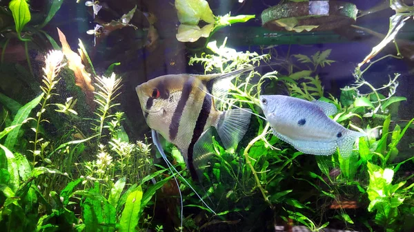 Angelfish en blauwe draadgoerami in tropisch Aquarium — Stockfoto