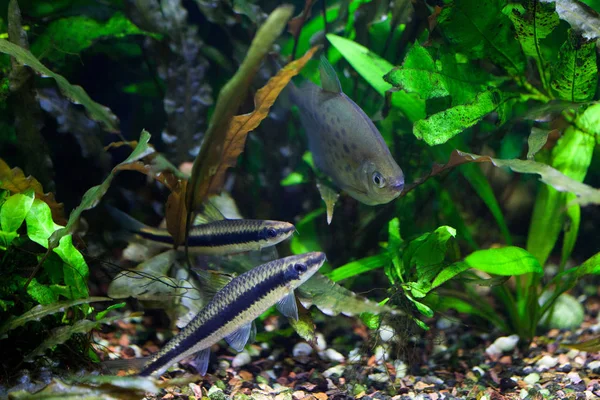 Zorro Volador Dócil Peces Manchados Silver Dollar Nadando Acuario Tropical — Foto de Stock